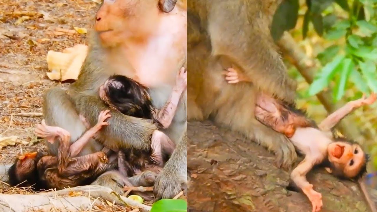 母猿は二人の子供を産んだが、それを差別したので、かわいそうな赤ちゃん猿