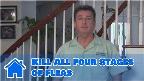 Home Pest Control : How to Kill All Four Stages of Fleas