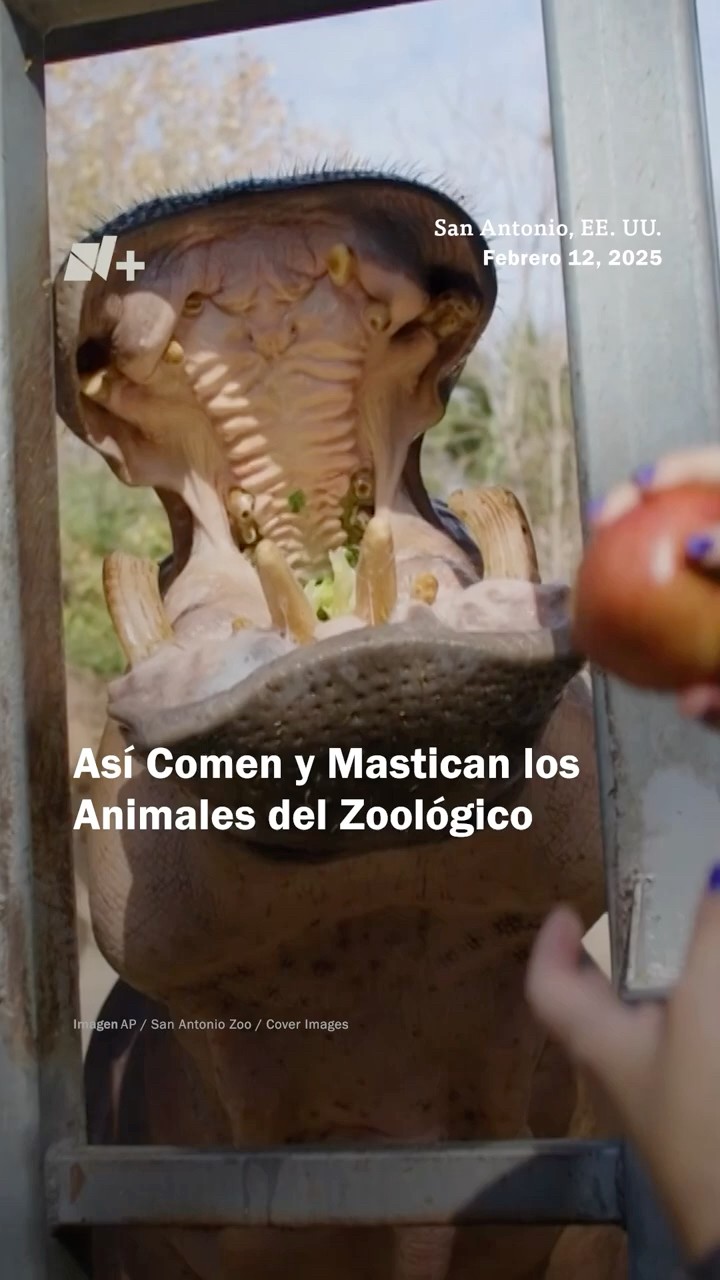 Zoológico de San Antonio se hace viral por mostrar cómo alimentan a los animales - N+ #shorts