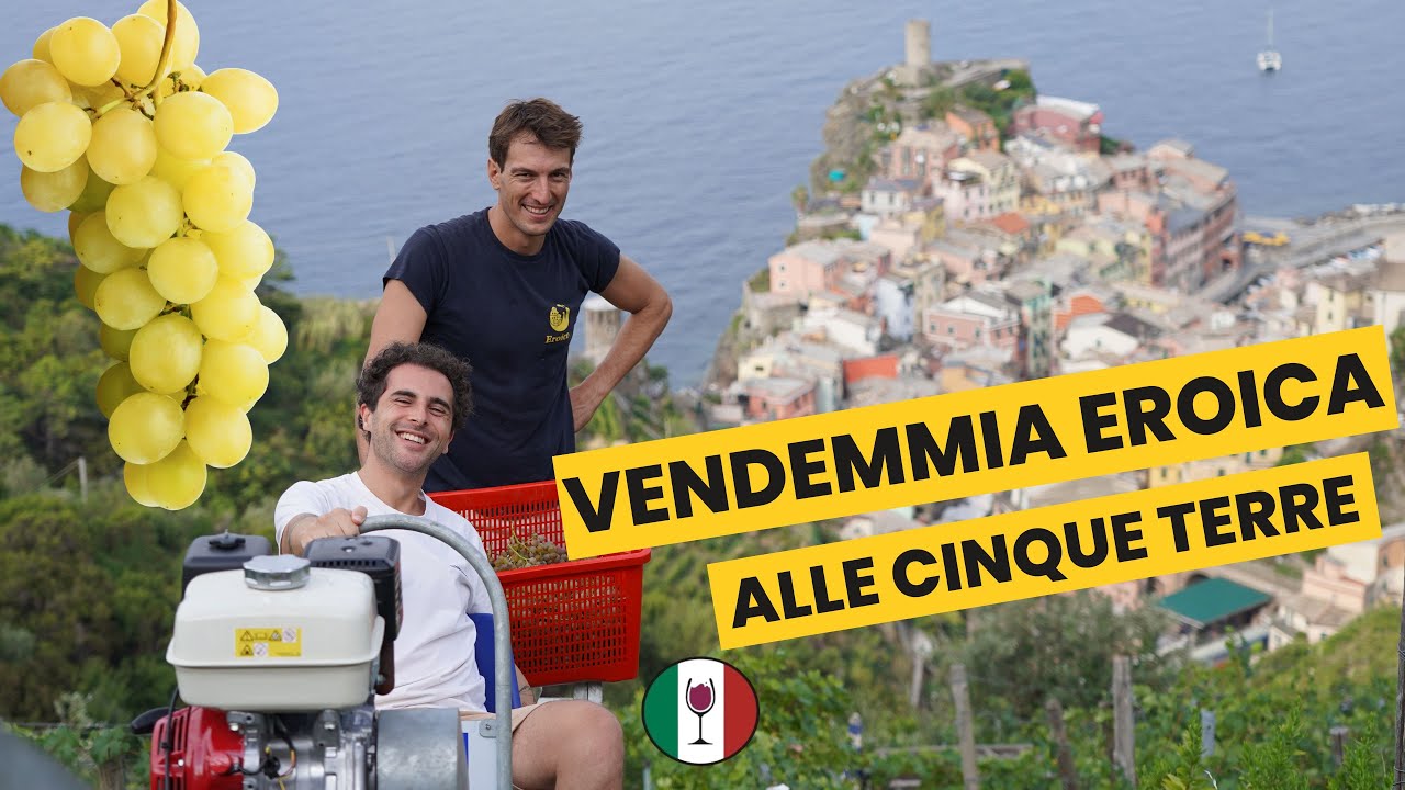 Cosa Vuol Dire Fare Vendemmia Eroica nelle Cinque Terre 🌊