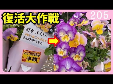 How to grow violas: The rainbow violet revival plan, part 2