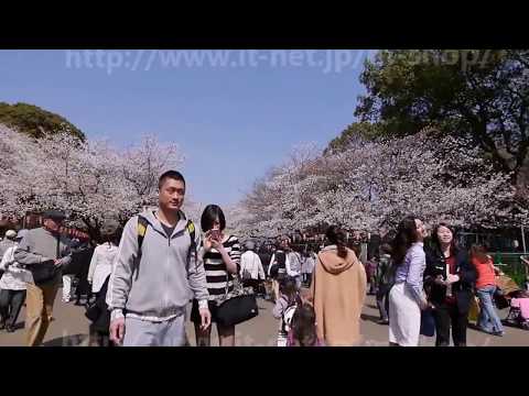 上野恩賜公園の桜 2013年（平成25年）