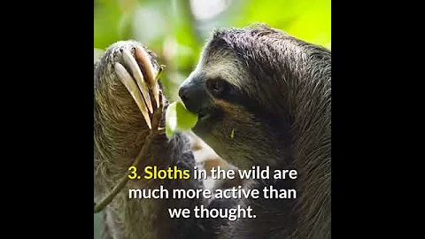 10 SURPRISINGLY CHILL FACTS ABOUT SLOTH #funfacts #sloth