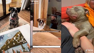 Dogs doing dog things part 9 by Trend Followers Tik Tok 20,529 views 2 years ago 4 minutes, 53 seconds