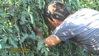 Azienda Agricola Passeri :Pomodoro a Pera (SAAB-CRA)