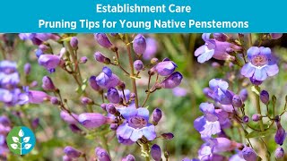 Pruning Tips for Young Native Penstemons | Establishment Care