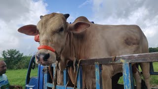Relaxing Video 2023 | Cow Unloading From boat | Part 63 | Unloading Cow 2023 | Goru | Hamba