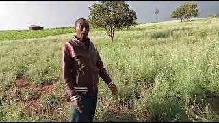 RETURN OF PYRETHRUM GROWING, IN KENYA