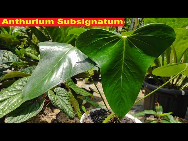 その他観葉植物 Anthurium subsignatum Anthurium Subsignatum Ornamental Plants Plants - YouTube