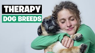 10 Best Dog Breeds for Therapy and Emotional Support