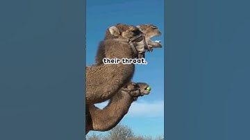 I wanna touch it #shorts #animals