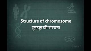 Dont Get Confused Chromosome Structure Made Easy Complex Concepts