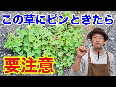 【猛暑で増える】雑草カタバミの賢い防ぎ方教えます　　　　　　【カーメン君】【園芸】【ガーデニング】【初心者】