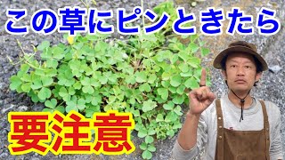 【猛暑で増える】雑草カタバミの賢い防ぎ方教えます　　　　　　【カーメン君】【園芸】【ガーデニング】【初心者】