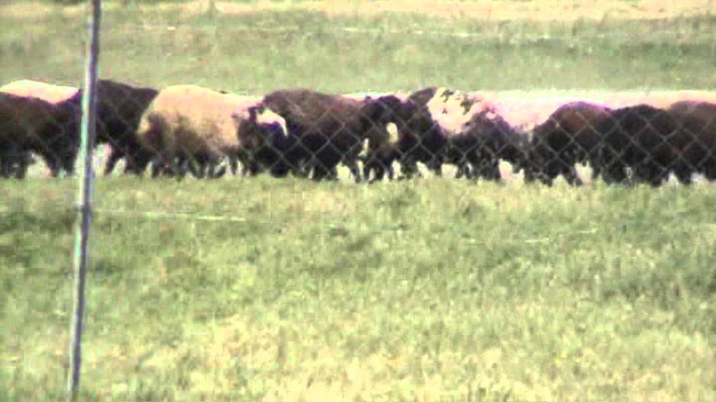 MUŞ ZİYARET KÖYÜ 1