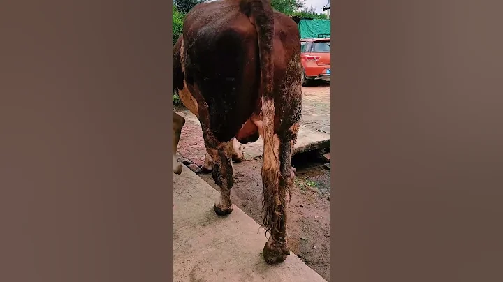 Veterinary staff, improved cows, improved cows1144