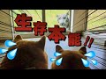 【生存本能】百獣の王より恐ろしい！柴犬だけが察知した危険な正体とは