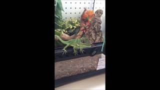 Cuban Knight Anole Tweer Feeding