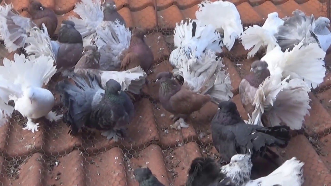 Fancy pigeon hi-res stock photography and images - Page 7 - Alamy, image size:1280x720