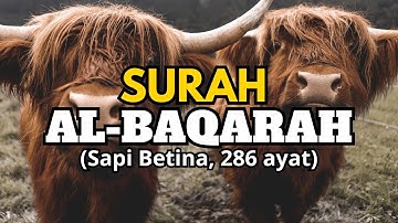 SURAH AL-BAQARAH FULL سورة البقرة Abu Usama Tanpa Iklan