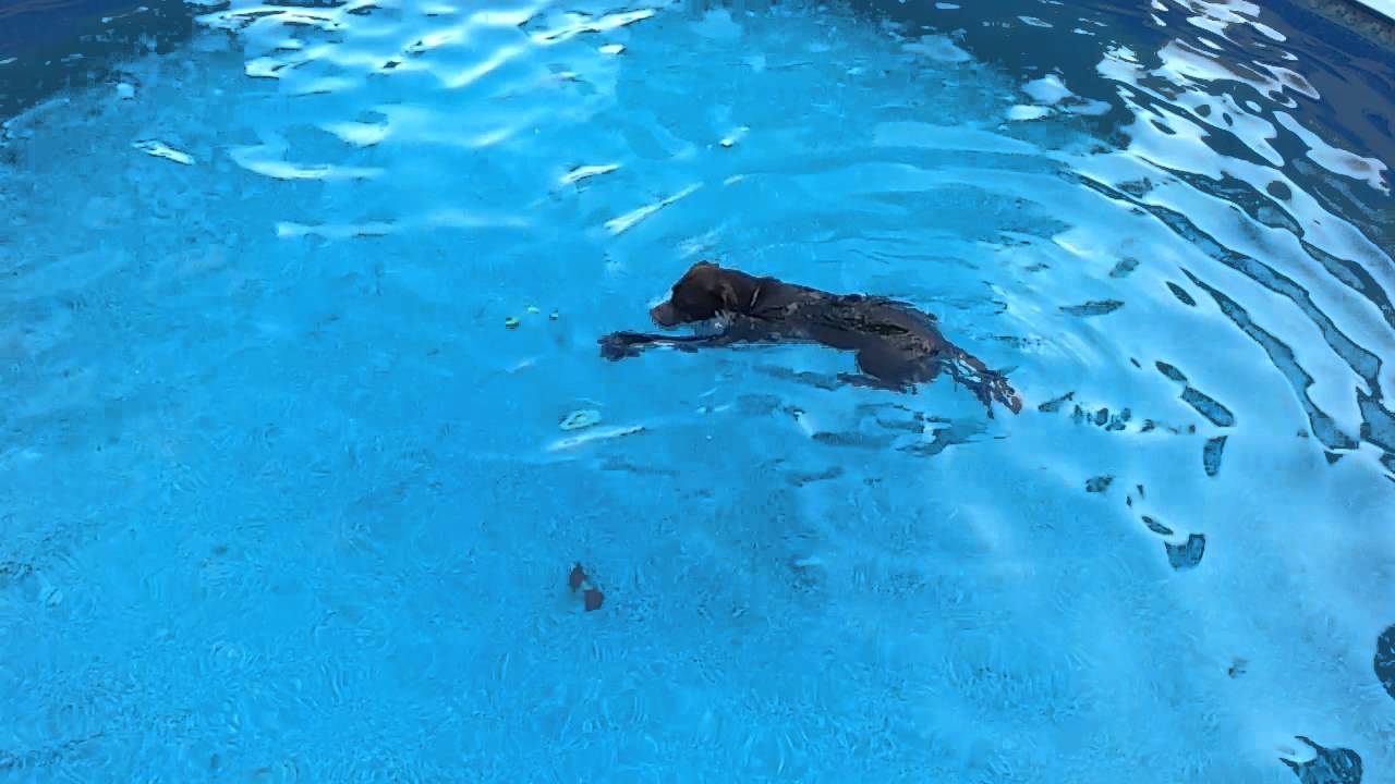 Scoop commence à aller sous l'eau YouTube