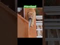 Mission Impossible Cat #funnyvideo #funnyshorts #cat