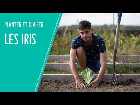Vidéo: Pourquoi mes iris ne fleurissent pas - Raisons pour lesquelles les iris ne fleurissent pas bien