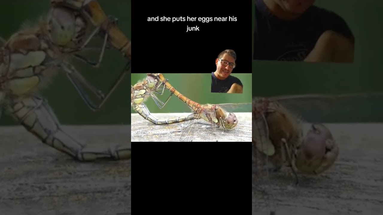 Любовь стрекозы... жестока.