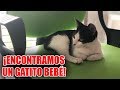 ENCONTRAMOS UN BEBÉ GATO ABANDONADO EN NUESTRA PUERTA🐱