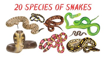 Snake Names for Kids | Learn 20 Types of Snakes | Preschool & Toddler Learning Video