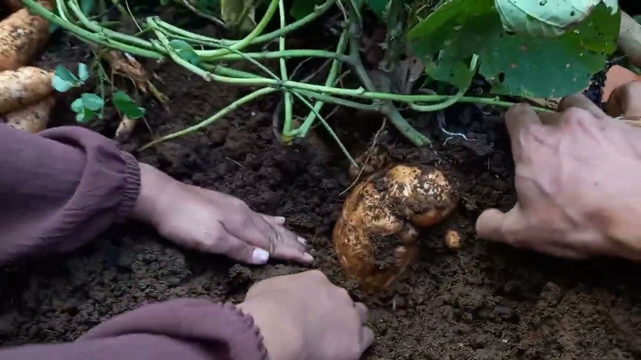 Panen Ubi Pelangi Madu di lahan kurang simat ( Part 1)