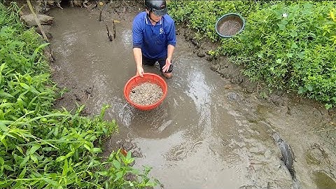 Giải cứu cá rô đồng (T81) hàng triệu con cá non mới nở 