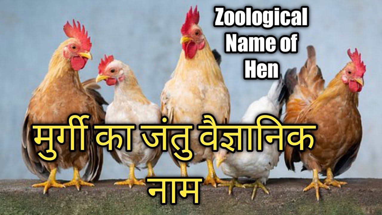 Zoological Name Of Hen Murgi Ka Jantoo zoological-name-of-hen-murgi-ka-jantoo