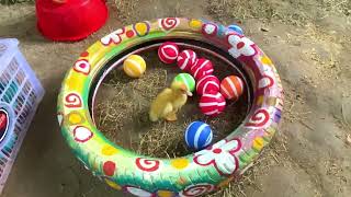 Colorful Chickens, Rainbows Chickens vs Cute Ducks,Cat, Rabbit,Cute Animals World Cute Chickens 🐤🦆🐟🐥