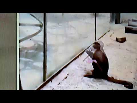 #Inclivel# ? ? ?? ????? #macaco# quebra vidro de #zoológico# e freguentadores fica com medo