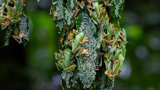 Chaotic Mating Explosion Of Gliding Frogs | Planet Earth Iii Behind The Scenes | Bbc Earth