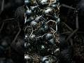 Marauder Ant colonies move with terrifying coordination