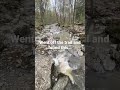 VIDEO OUT NOW!! #shorts #shortsfeed #wilderness #hiking #walking #subscribe #youtuber #viral #video