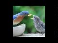 فيروز أحب من الاسماء 