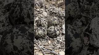 Bird nests on the ground #bird #birds #animals #wildlife #nature #explore #adventure #desert #dog