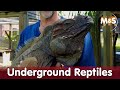 Giant underground reptiles florida