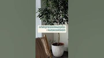 #الرقية_الشرعية #سورة_الكهف #حمزة_بوديب #تحصين #اكسبلور #bacdz #algerie #سورة_البقرة #podcast