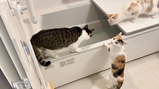 猫の社会科見学！人間のお風呂ってこんな感じなんだー