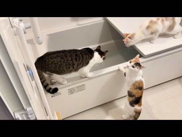 A Cat's Field Trip! So This Is What a Human Bath Is Like - YouTube