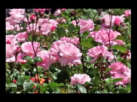 Видеоролик: Город-курорт Геленджик