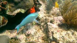 Parrotfish and Hard Corals - Key West Florida