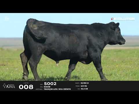 LOTE 08   TAT 5002 M Angus