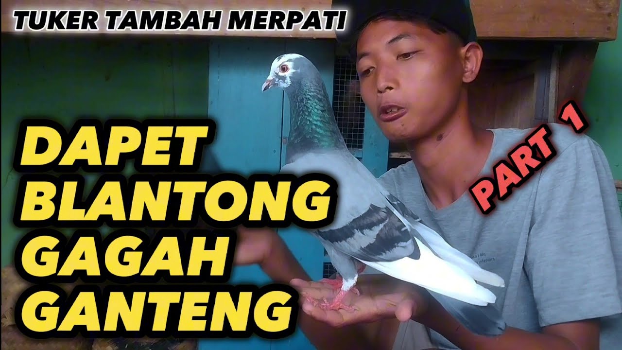 BLUSUKAN PASAR GARUNG WONOSOBO PART 1, HUNTING BURUNG MERPATI DAPET ...