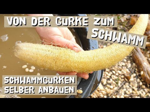 Video: 3 Möglichkeiten, Sojabohnen zu kochen