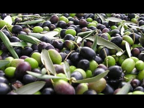 conservation des olives à longue durée préparation maison